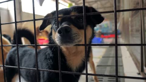 Portrait of sad mixed breed dog behind the fences. Dog in a shelter or an animal nursery