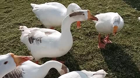 Ducks eats food