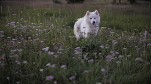 beautiful white dog running among the flowers