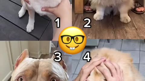 🤣Funny Dog Videos 2020🤣 🐶 It's time to LAUGH with Dog's life #funnydog #funnydogvideo #dogvines