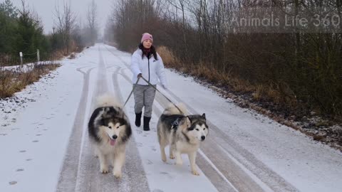 Husky Dogs Playing with the owner in snow