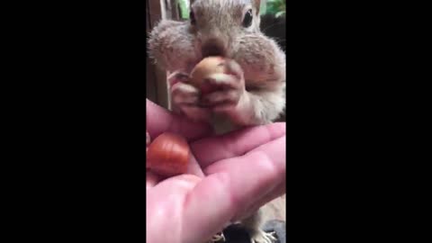 Pet squirrel can fit 8 acorns in His cheeks!