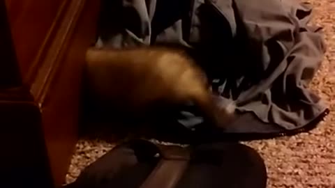 Adorable baby ferret, something is under there.