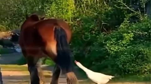 Very interesting Animals Hors#Dinkey#Dogfunny Video