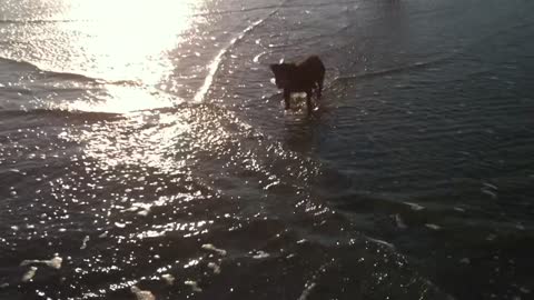 Lil’ Black Dog in the surf