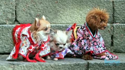 Dogs around the world - Japan edition