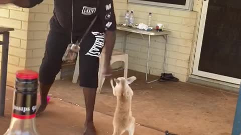 Kangaroo Joey Playing with People