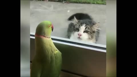 Crazy budgie speaks to a cat