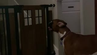 Dog Defies Gate to Retrieve Toy