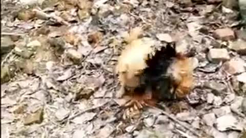 Chicken dog funny fight comedy