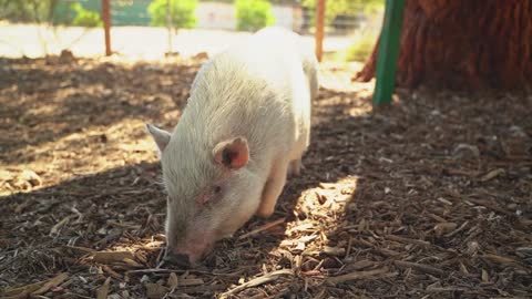 very cute baby pig