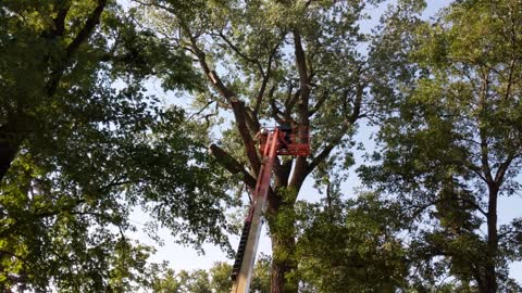 Tree Dismantling - Part 4
