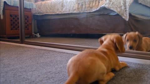 Cute small dog sees reflection in mirror