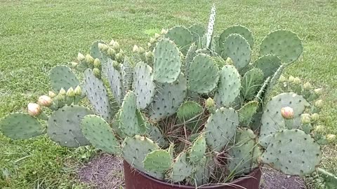 Useful wild plants # (Idk) prickly pear cactus 5 22 24