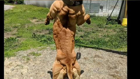 Five American Bully MUSCLE Training Exercises That Will Get Your Dog MUSCULAR!!