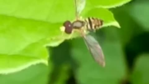 flower fly ready for takeoff