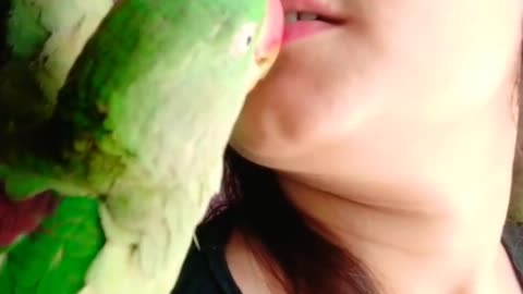 Parrot give kiss funny video