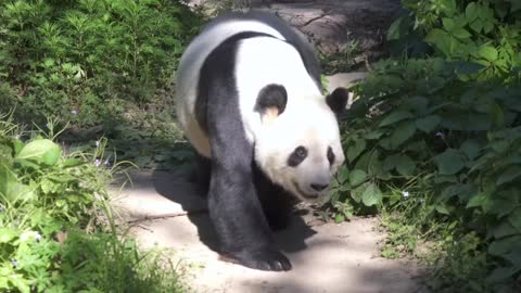 Panda is dancing