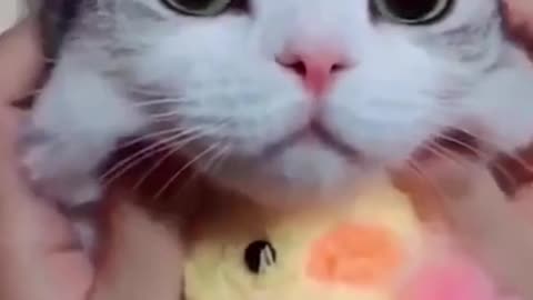 playing with an adorable cat