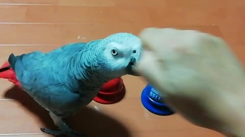 The smart parrot fails in ringing