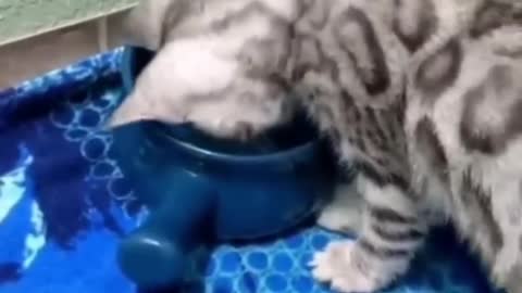 Funny Talking Cats Viral Clips😹-- Best #funny Cute Cats #shorts Video😂-- #trending #animals #reels