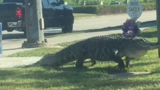 Gigantic Gator Strolls Down Florida Street