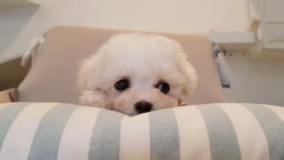 Bichon frise cute puppy