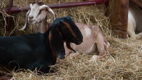 Two goats sitting in barn hay slow motion