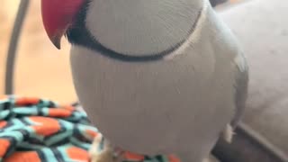 Cute parrot knows how to say his name