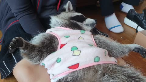 Raccoon's been getting a mother massage for 30 minutes.