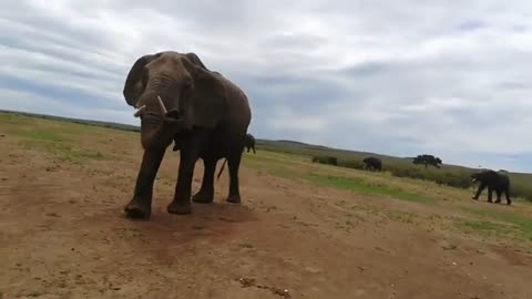elephant weight