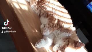 Cute older cat and sunbeams