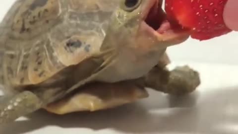 turtle eating strawberry 🍓