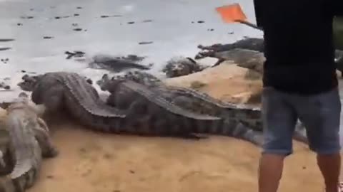 Hunting Crocodile