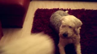 White dog on black carpet has squeaky toy in mouth