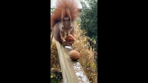 Squirrel makes thorough walnut inspection before running away with it