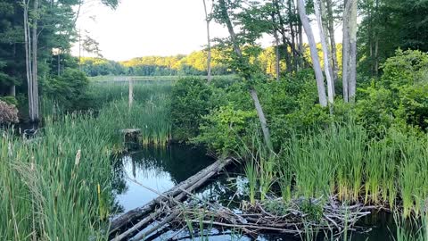 Wetlands loop