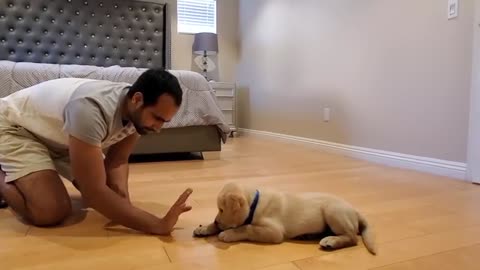 Labrador Puppy Learning and Performing Training Commands |