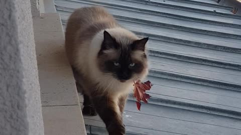 Kitty Brings Back Leaf as a Gift