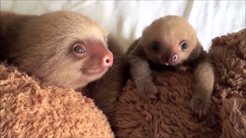 Baby sloths just being sloths