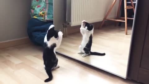 Funny cat dancing