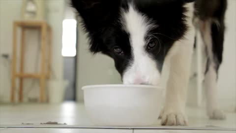 thirsty-black-and-white-dog