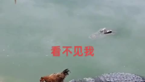 Crocodile attack on chicken