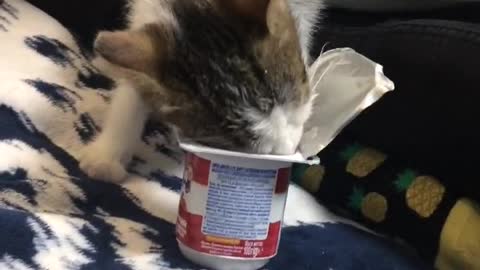 my Funny cat eating yogurt :)