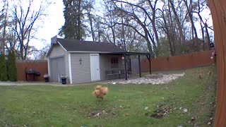 Chicken tries to fly again