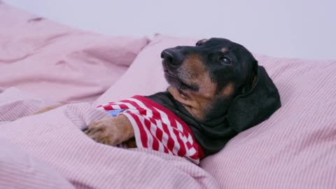 Noisy neighbors! Cute & funny dachshund dog video!