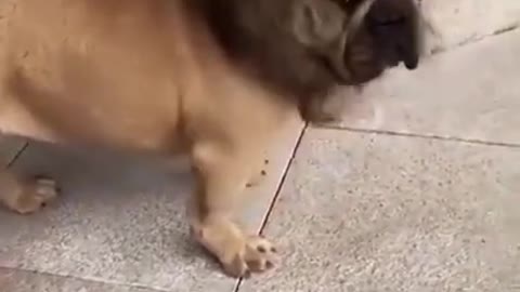 🤣Funny dog video🤣/#shorts