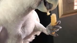 Gizmo the cockatoo enjoys french fry