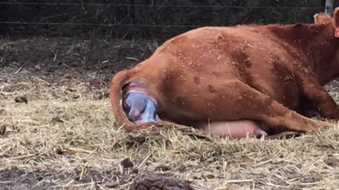 Beautiful momma cow giving birth