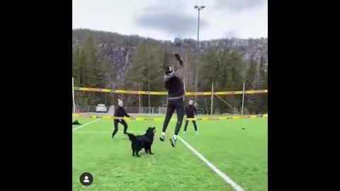 Dog Playing Volleyball